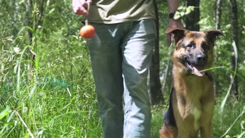 German shepherd on the grass Stock Footage 136321819