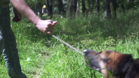 German shepherd on the grass Stock Footage 136321873
