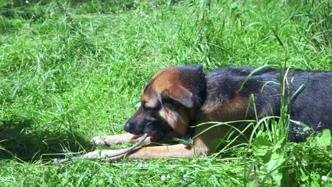 German shepherd on the grass Stock Footage 136321908