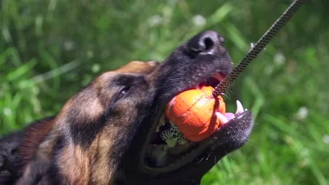 German shepherd on the grass Stock Footage 136321944