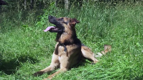 German shepherd on the grass Stock Footage 136322052