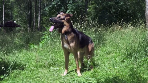 German shepherd on the grass Stock Footage 136322106