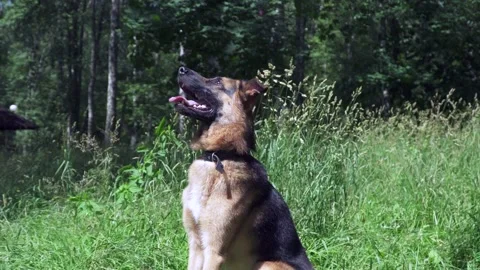 German shepherd on the grass Stock Footage 136322146