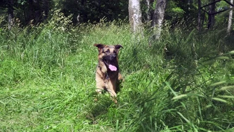 German shepherd on the grass Stock Footage 136322230