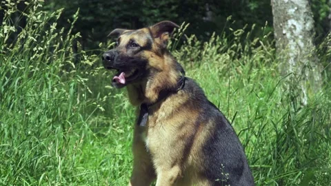 German shepherd on the grass Stock Footage 136322232