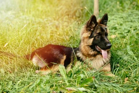 German Shepherd on grass Stock Photos