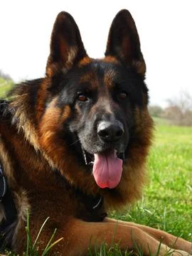 German shepherd in grass Foto stock