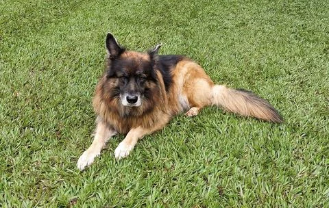 German Shepherd on the grass Foto stock