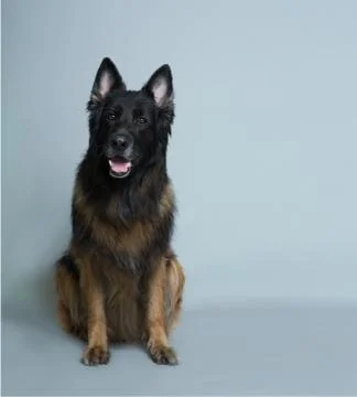 German shepherd on a gray background in the Studio Fotos de archivo