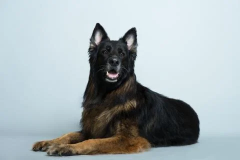 German shepherd on a gray background in the Studio Stock Photos