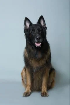 German shepherd on a gray background in the Studio Stock Photos