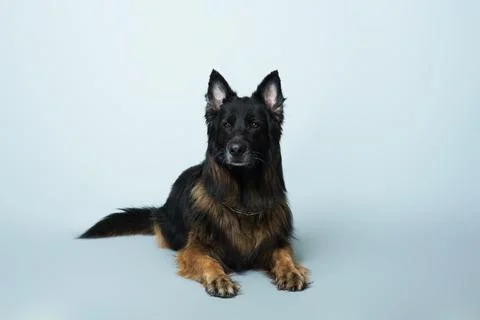 German shepherd on a gray background in the Studio Stock-Fotos
