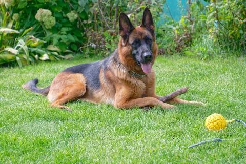 German shepherd on a green grass Stock Photos