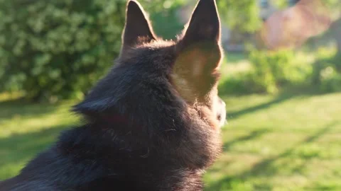 German shepherd guarding a garden in evening light. Head close-up Stock Footage 198125166