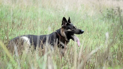 German shepherd on a guarding training Stock Footage 90196409