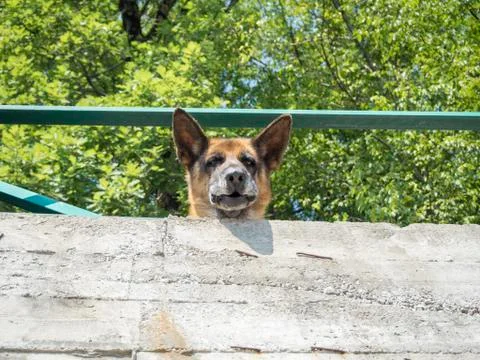 German Shepherd guards the yard Stock Photos