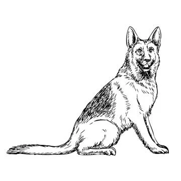German Shepherd hand drawn Stock Illustration