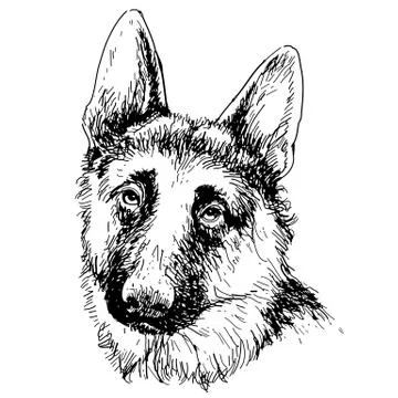 German Shepherd hand drawn vector Stock Illustration
