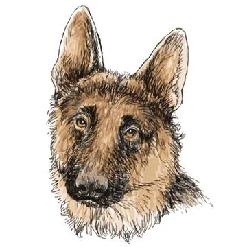 German Shepherd hand drawn vector Stock Illustration