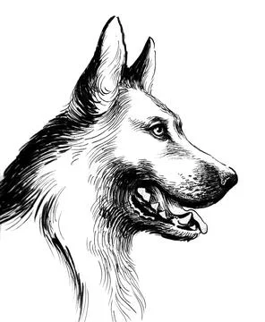German shepherd head Illustrazione stock