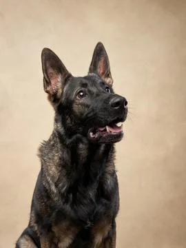 German Shepherd headshot with focused expression Stock Photos