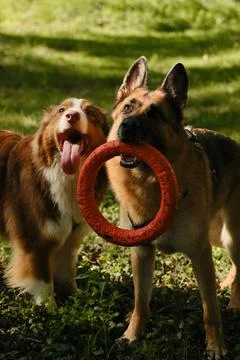 German Shepherd holding a red ring toy while standing next to a happy Austral Stock Photos