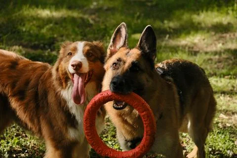 German Shepherd holding a red ring toy while standing next to a happy Austr.. Foto stock