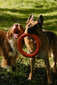 German Shepherd holding a red ring toy while standing next to a happy Austr.. Stock Photos