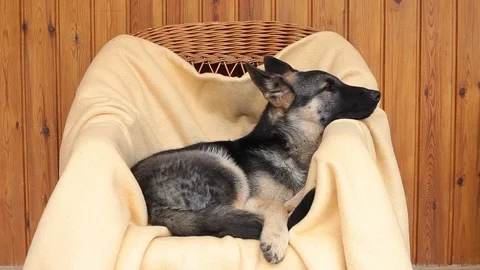 German Shepherd is howling when he is listening to a Christmas song Stock Footage 100073797