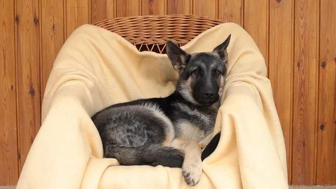 German Shepherd is howling when he is listening to a Christmas song Stock Footage 100074176