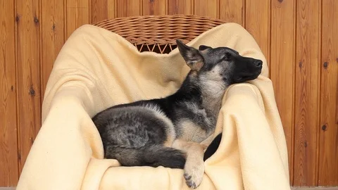 German Shepherd is howling when he is listening to a Christmas song Stock Footage 100074839