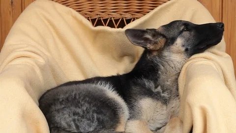 German Shepherd is howling when he is listening to a Christmas song Stock Footage 100075160