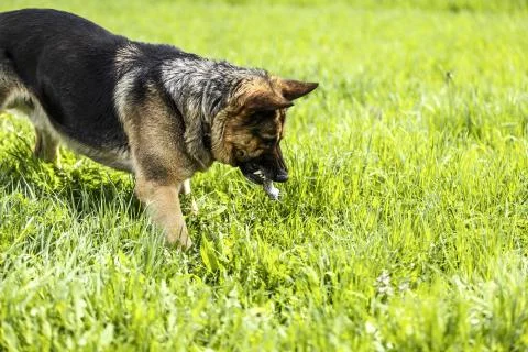 German shepherd hunting mouse Stock Photos
