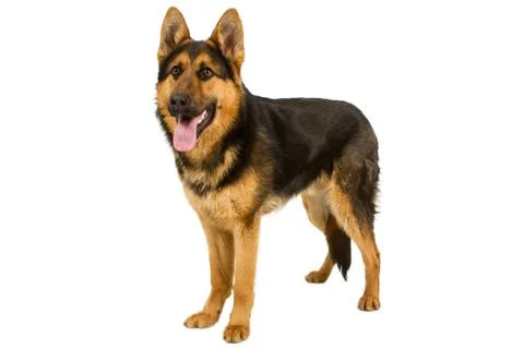 German Shepherd isolated on white Stock Photos