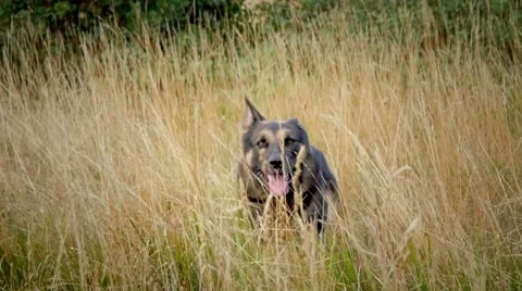 German shepherd jumping out of the bush and running Stock Footage 59965993