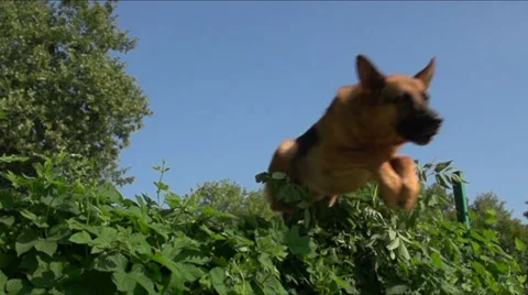 German shepherd jumping over a bush, Slow Motion 1 Stock-Footage 29813009