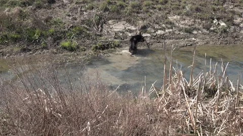 German shepherd jumps into the stream,climbs out, the tree branch in his mouth Stock Footage 149908635