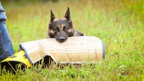 German shepherd on k-9 training Stock Footage 90740101