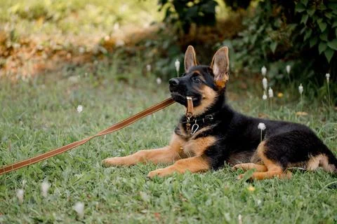 German Shepherd keeps the leash in his mouth and does not want to give it away Stock Photos