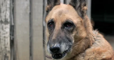 German shepherd large guard dog protecting rural household Stock Footage 165753393