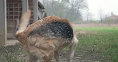 German shepherd large guard dog protecting rural household Stock Footage 165753859