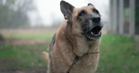 German shepherd large guard dog protecting rural household Stock Footage 165754675
