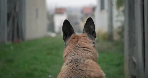 German shepherd large guard dog protecting rural household Stock Footage 165755239