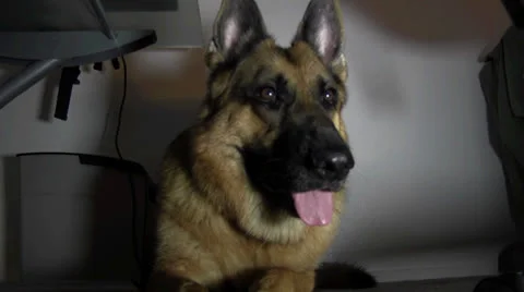 German shepherd laying in the corner sniffing around 스톡 동영상 24817003