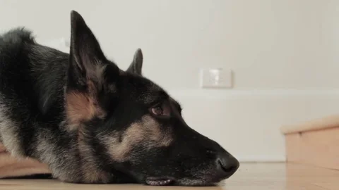 German Shepherd Laying Stock Footage 79028713