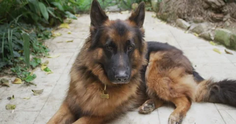 German shepherd laying in the garden Stock Footage 143089937