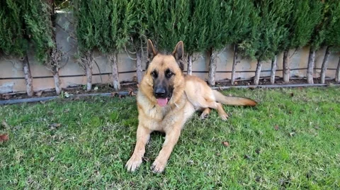 German Shepherd laying in Grass Stock Footage 45524046