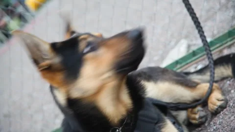German Shepherd on a leash seating and looking at the camera before training Stock Footage 247379344