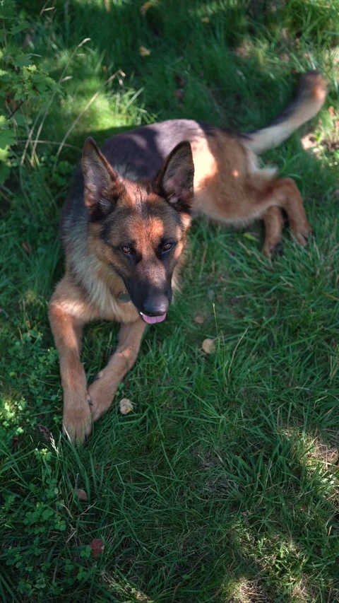 German shepherd lies in the grass Stock Footage 279248967