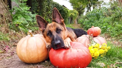 A German Shepherd lies with its muzzle on pumpkins Stock Footage 256967070